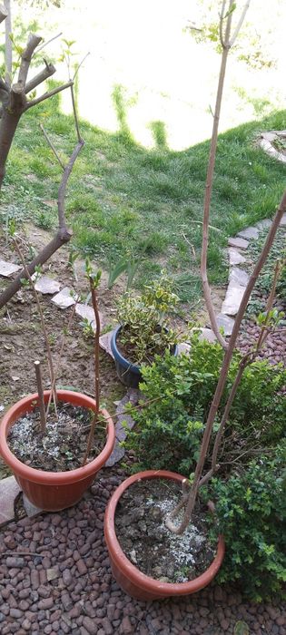 Продается жасмин для сада(чубушник)