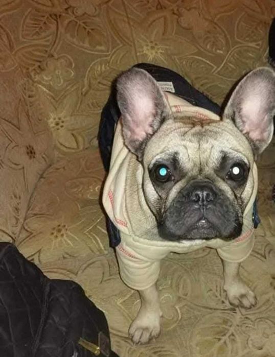 Продавам френски булдог