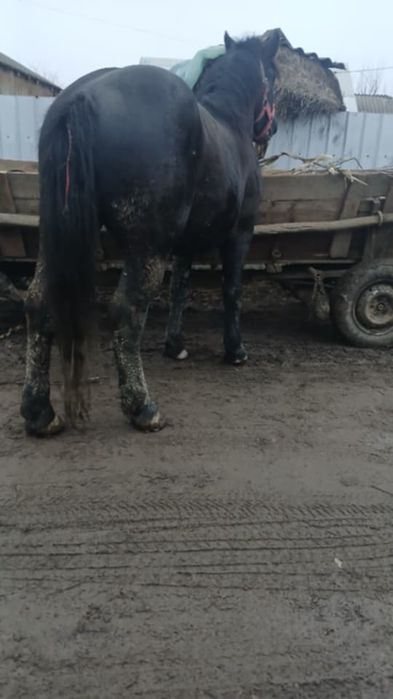 De vânzare armăsar