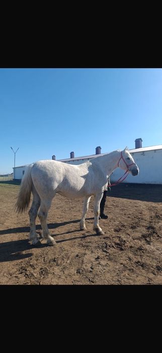 Продается Жеребец