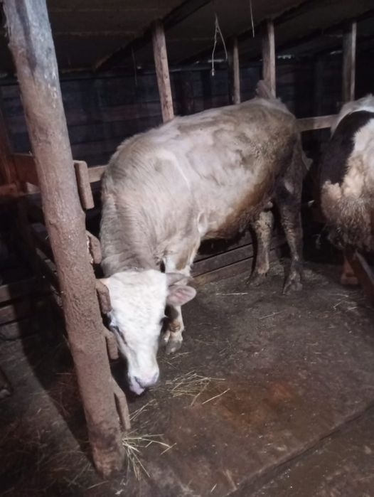 Продам быков с откорма.