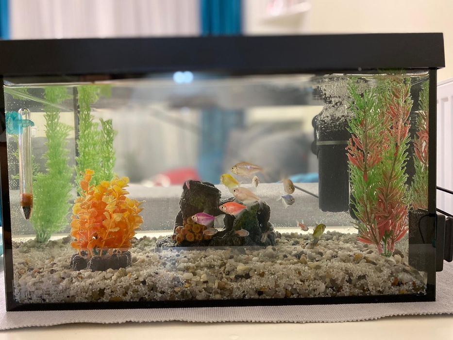 Vand acvariu de pesti