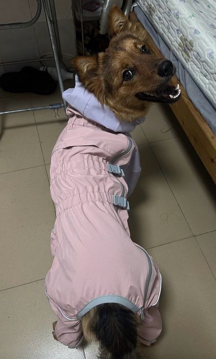 Дождевик/куртка/комбинезон для собаки