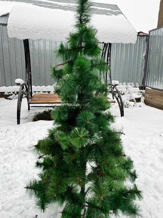 Елка ростом 1,5 м