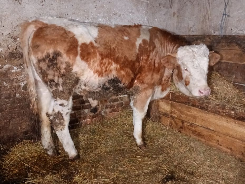 Vând doi tauri bălțați