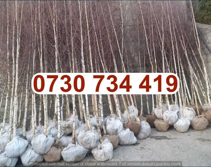 Mesteacăn Alb și Tei pentru Grădini și Parcuri