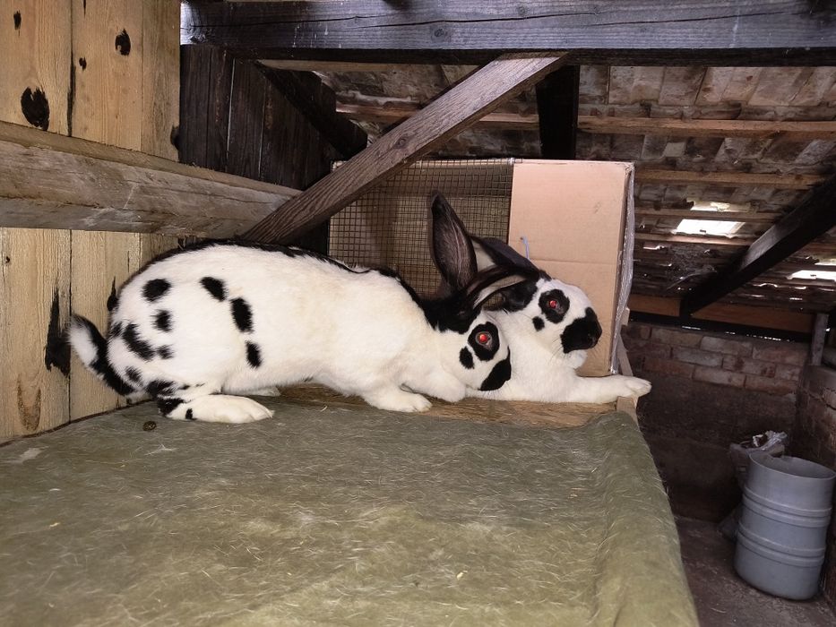 Vand pui Fluture german alb negru si janet ! Pret in functie de animal ! Rasa pură