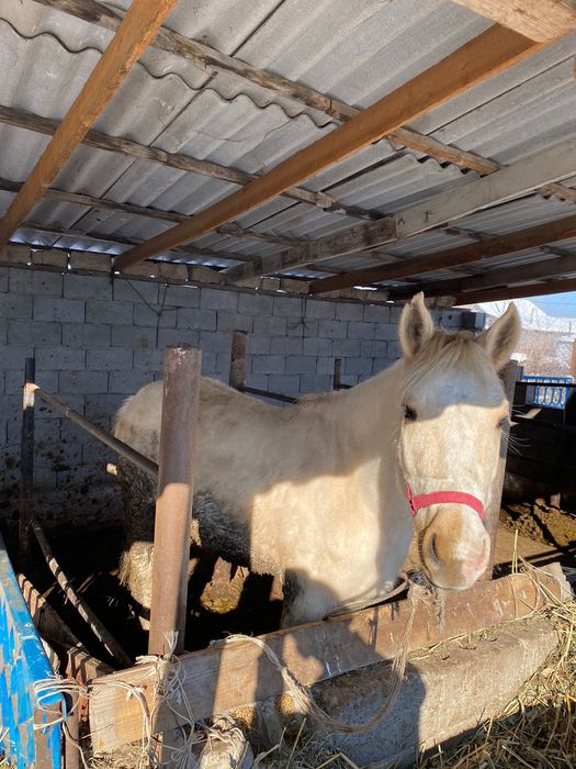 Жылқы байтал сатылады