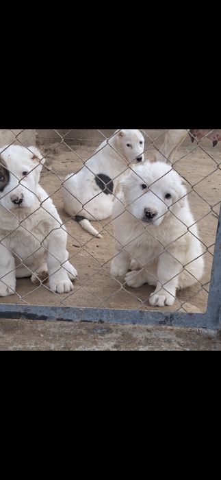 Алабай қарабасик күшіктер