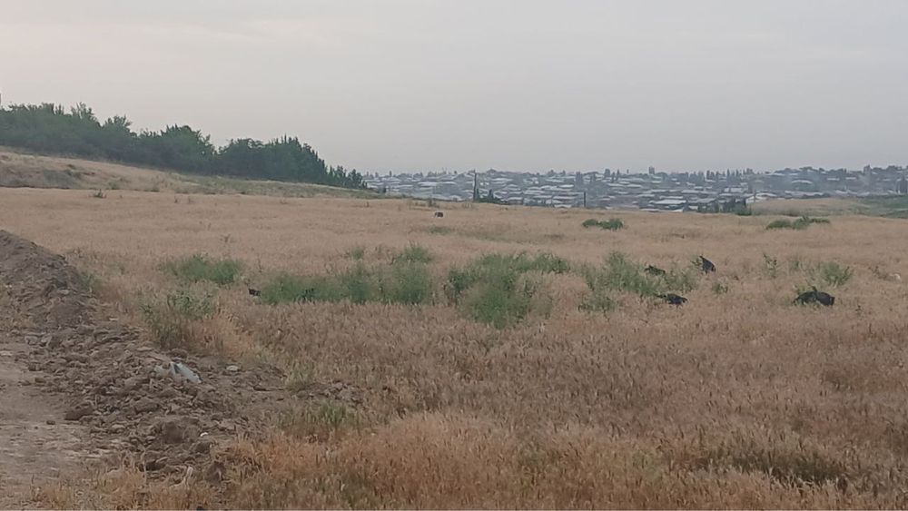 Yer sotiladi Parkent Tumanida 500 sotix