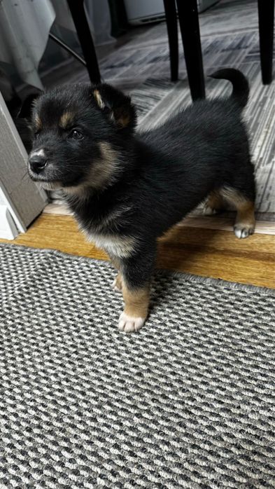 Щенята красивые ищут дом