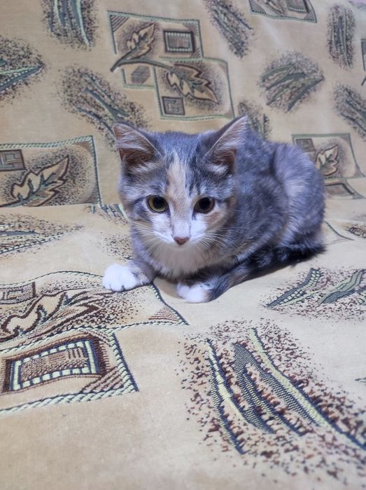 Котёнок трехцветка 5месяцев