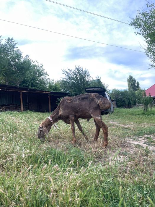 Арашан қошқар сатылады үлкен