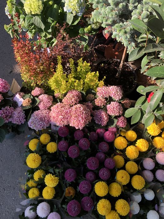 месные цветы приживаемость 100%