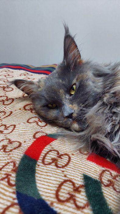 Котята Мейн-куны  с документами