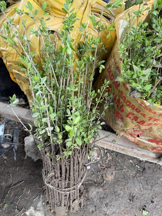 Живая изгородь. Бирючина Самшит