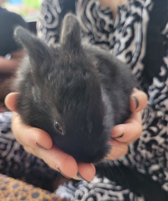 Продаются дети зайцев