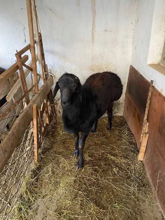 Кучкар, 1.5 годика