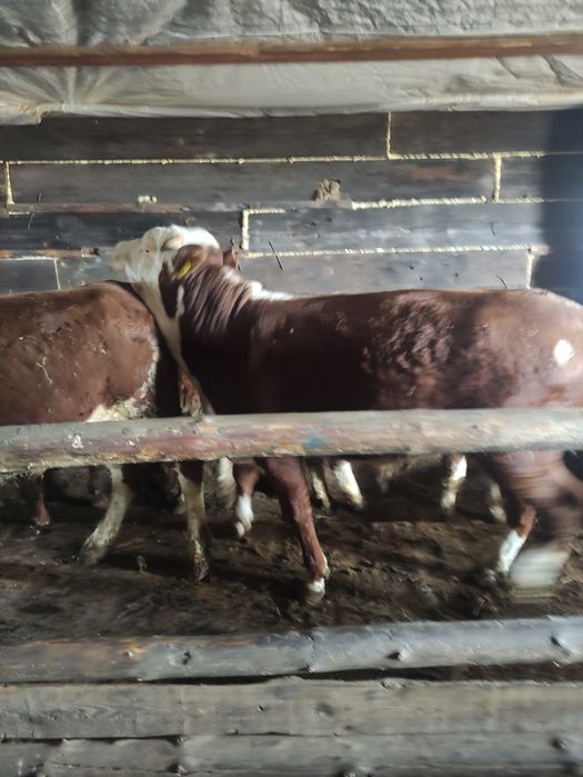 20 Бұқа сатылады откормдегі