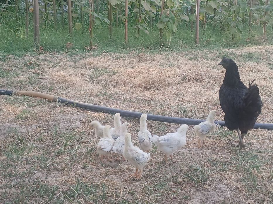 Adler адлер жужалар