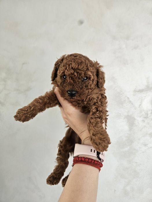 Мъжко той пуделче