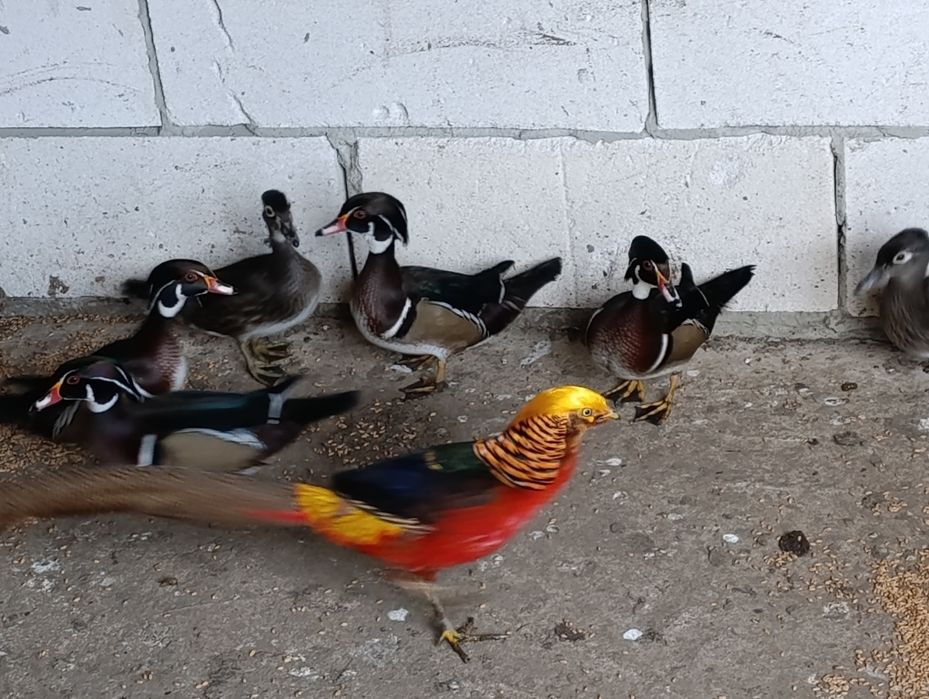 Rate Caroline de vazare