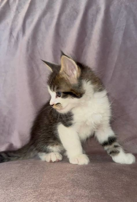 Мальчишка мейн кун из питомника