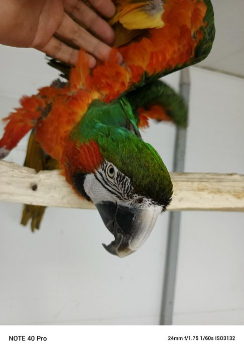 Продам ручного ару