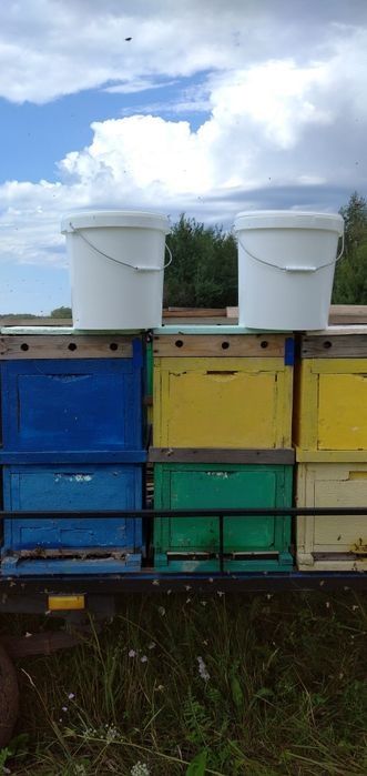 Продаю мёд разнотравья!!