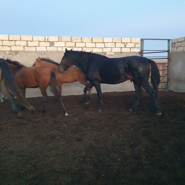 Кушум айғыр сатылады