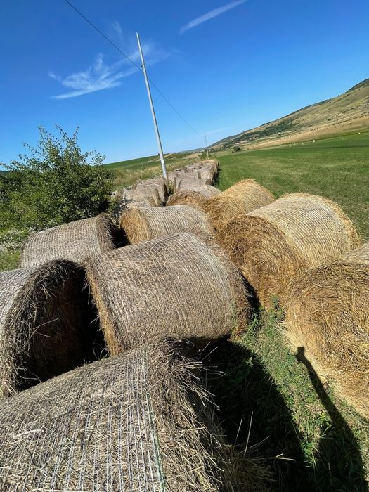 Vând baloți lucernă și fân