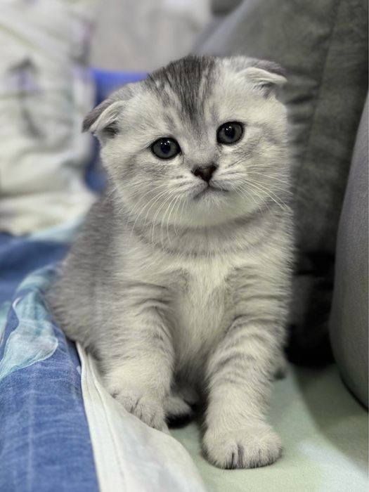 Продается котенок серебристая шиншилла скотиш фолд scottish fold