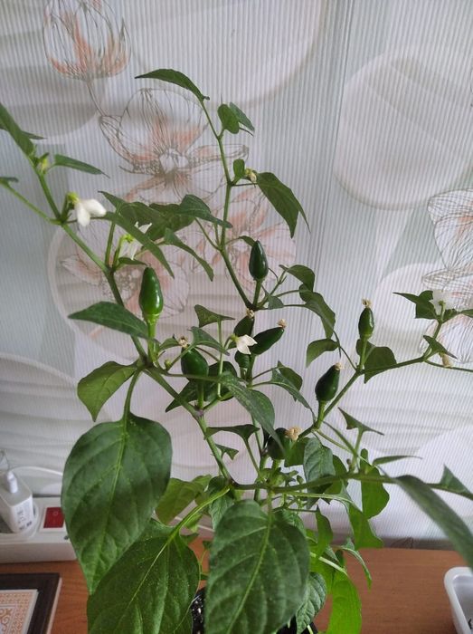 Продам комнатный горький перчик
