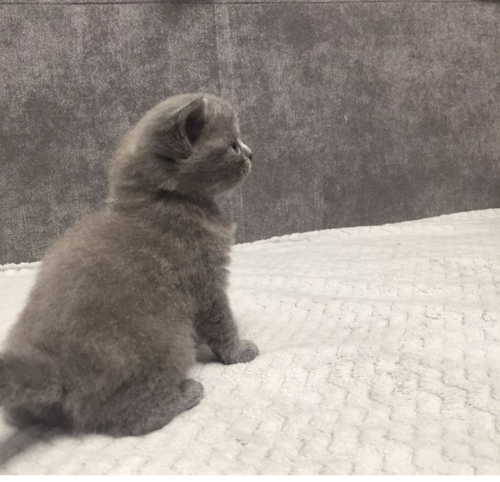 Британские котята