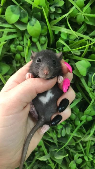 Декоративные крысята крыски