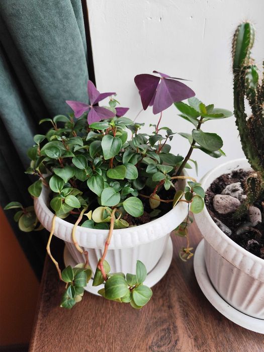 Есть разные цветы от 2000