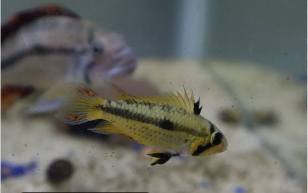 Апистограмма какаду самка