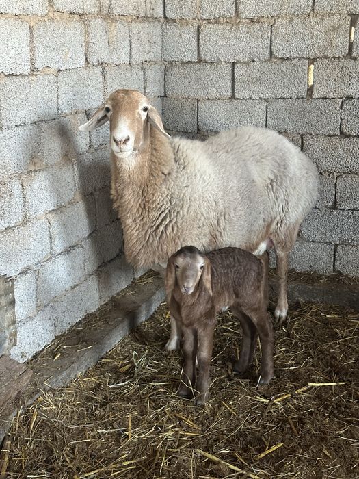 Qoy Arashan ona bola