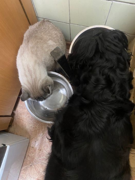 Пропал кот Алматы