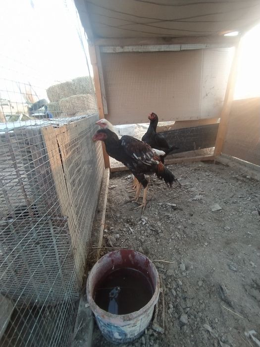 Ассалому алейкум куланги хуроз сотилади зоти карис