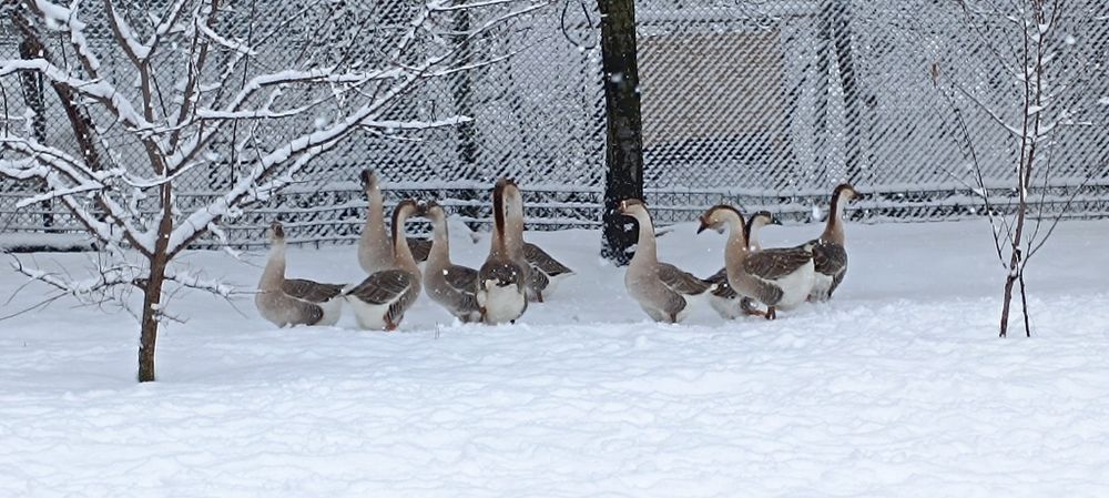 Gâște leșești de vânzare