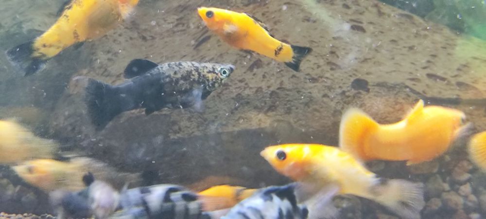 Рыбы моллинезии велифера и сапфировые попугаи