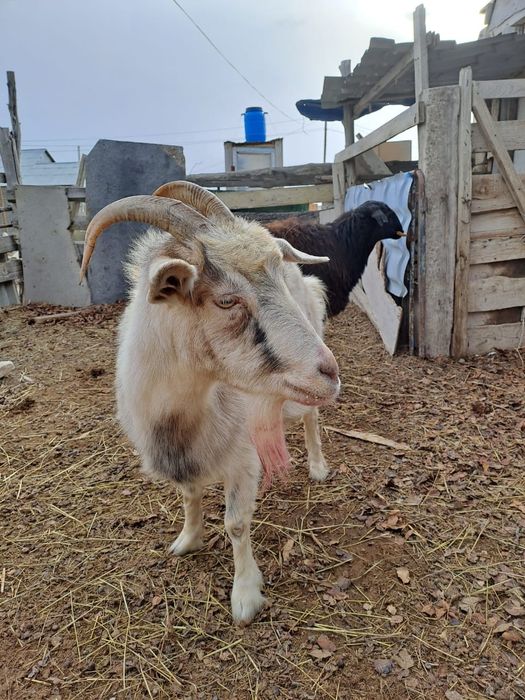 Буаз мартта туады буйырса