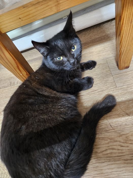 Кошки мышеловки и кот