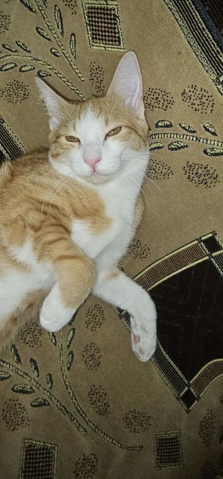 Отдам в добрые руки