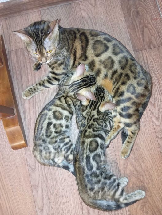 Бенгальские котята