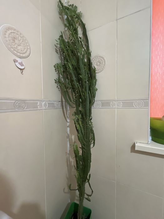 Молочай трехгранный продам очень высокое растение.