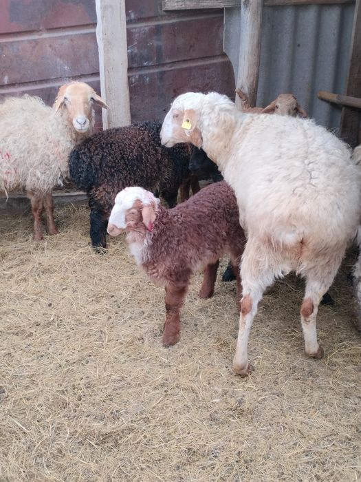 Қозылы қой сатылады!