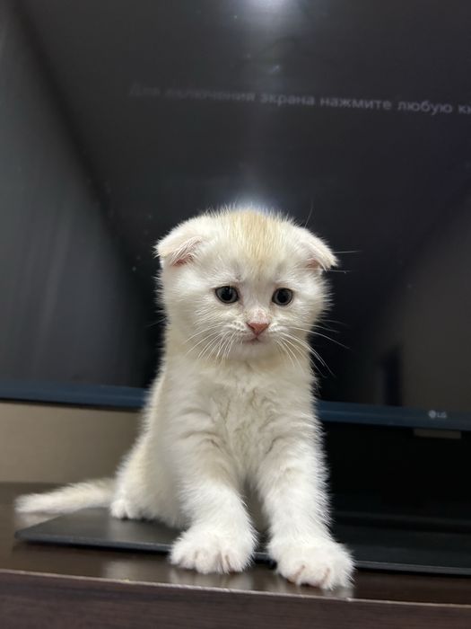 Скоттиш Фолд чисто кровный,окрас кремовый.