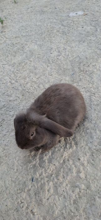 Karlik Gavanna 3oyli sames 280ming kelishiladi